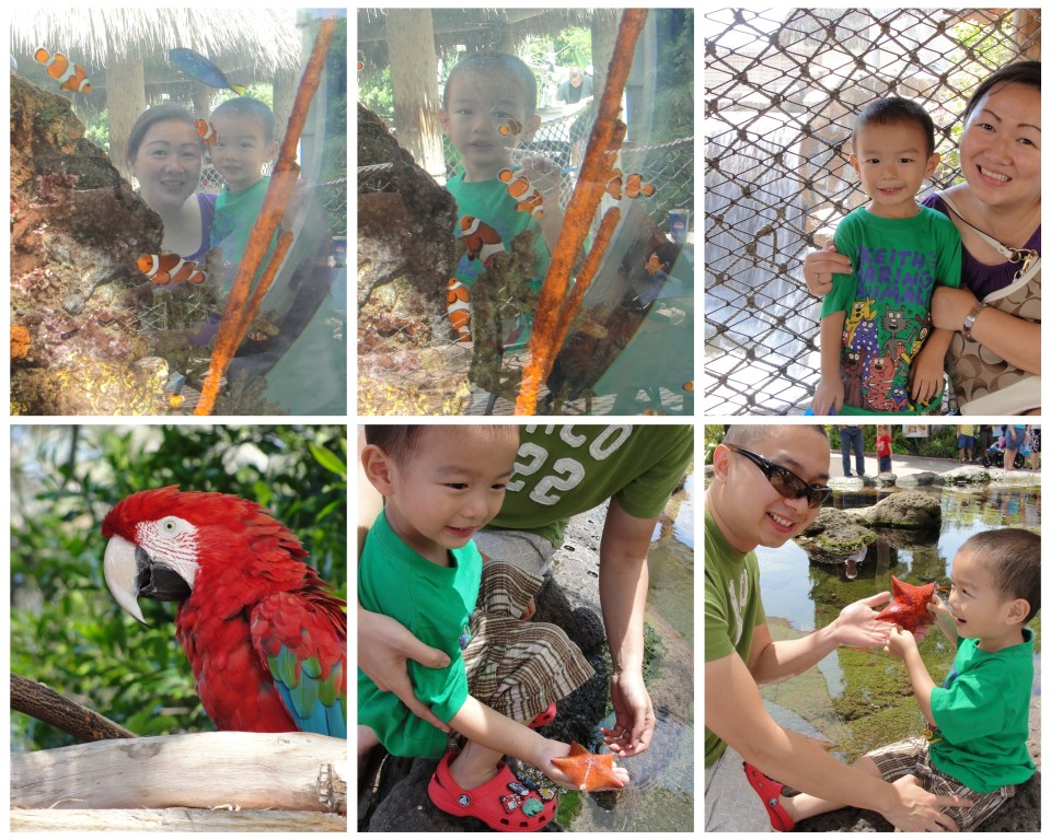 seaworld nemo starfish seaworld nemo starfish