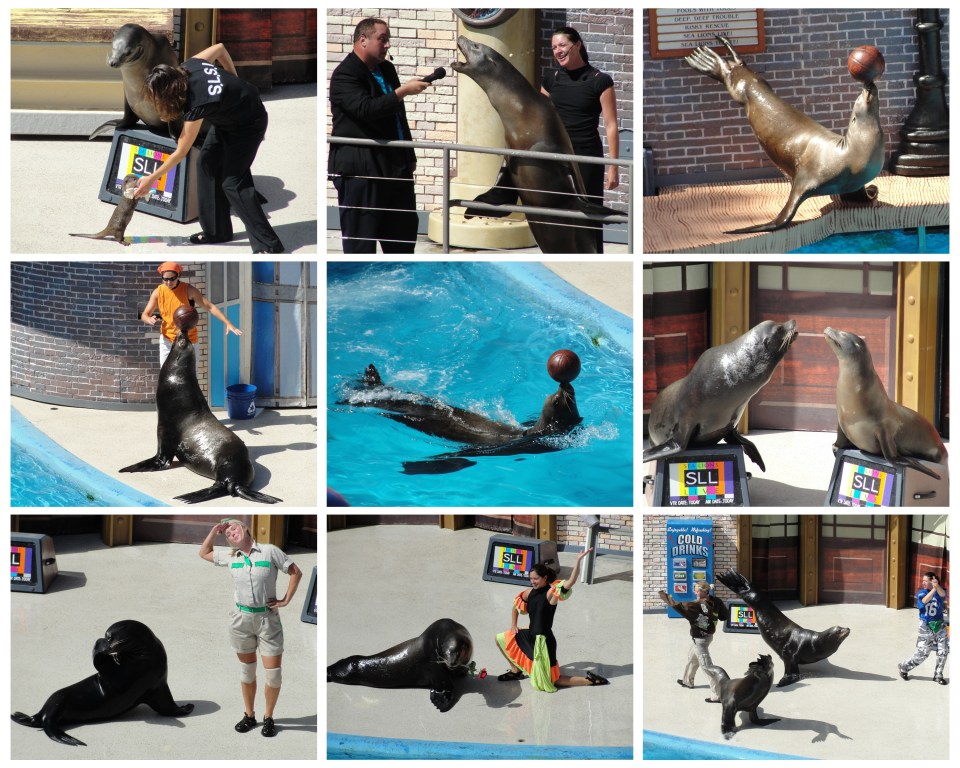 seaworld sealion seaworld sealion