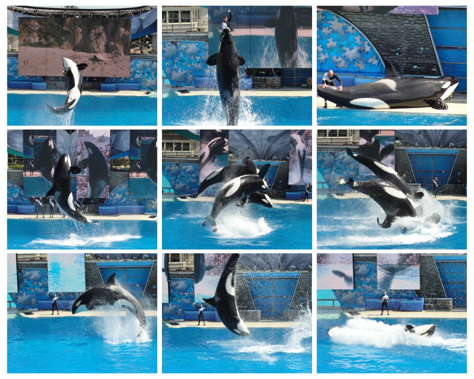 seaworld shamu show seaworld shamu show