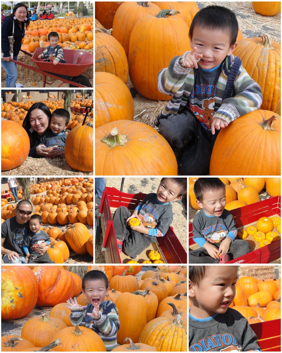pumpkin patch