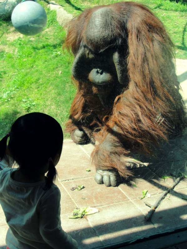 emma & orangutan