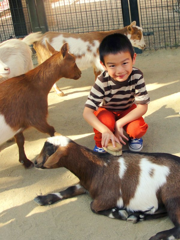 petting zoo2