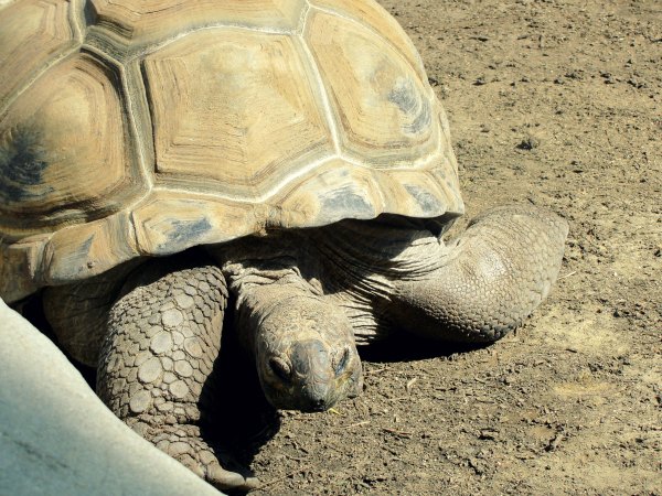 tortoise