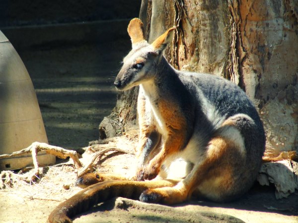 wallaby2