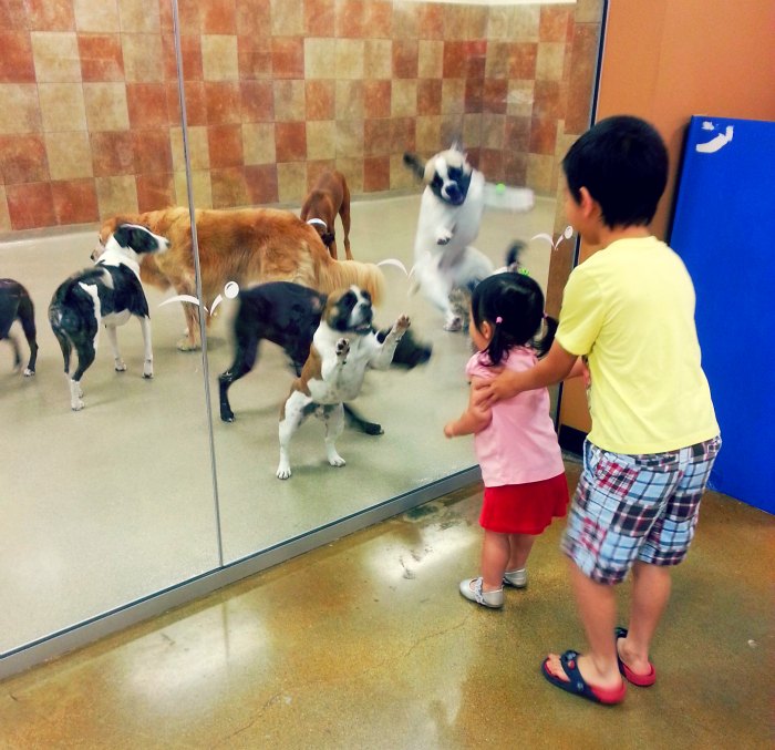 jul 13 petsmart