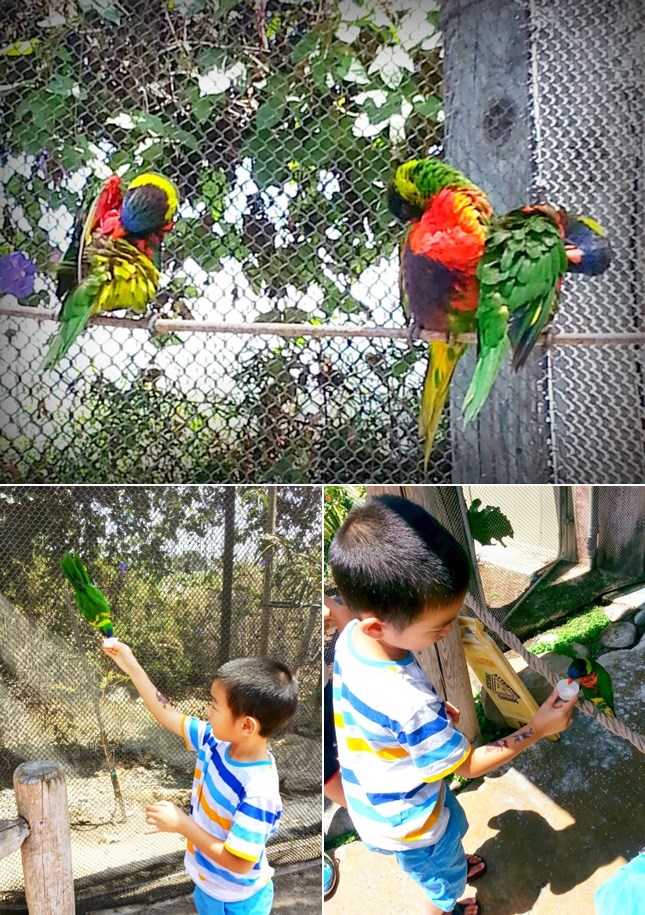 lorikeet collage