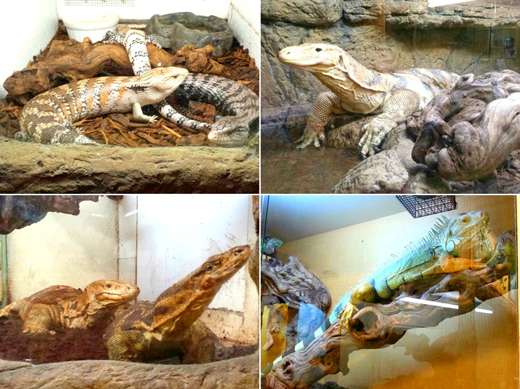 11 iguanas