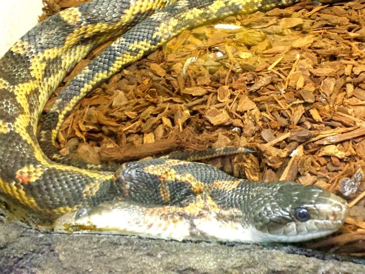 2 two headed snake 2