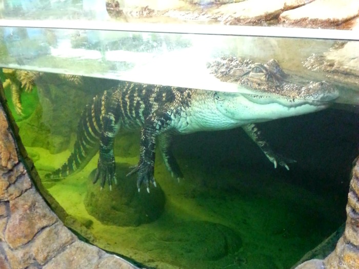 9 alligator