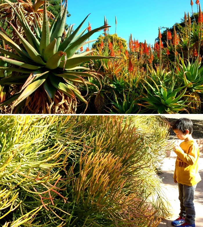 aloe trail collage
