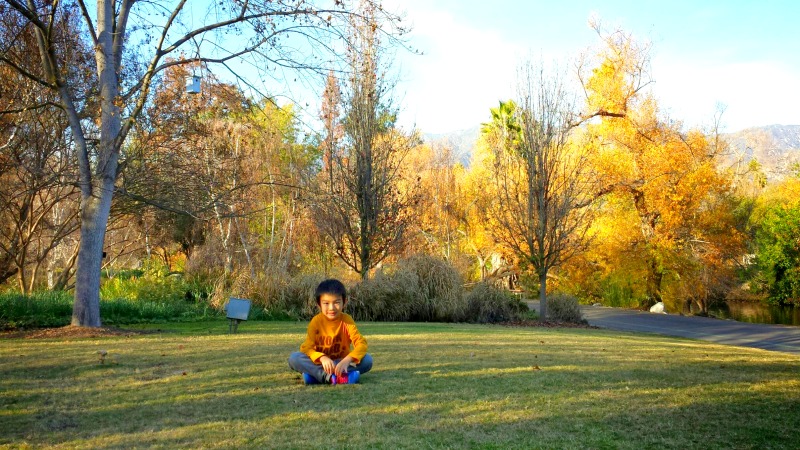california native habitat garden