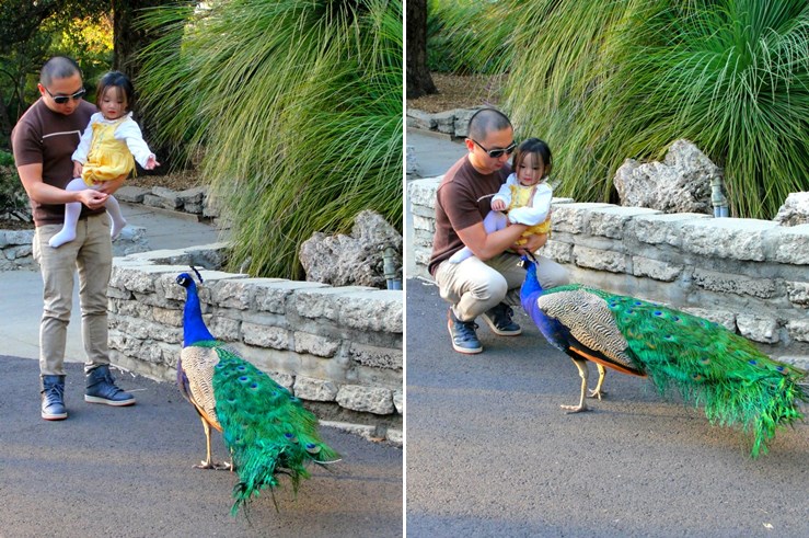 peacock 2