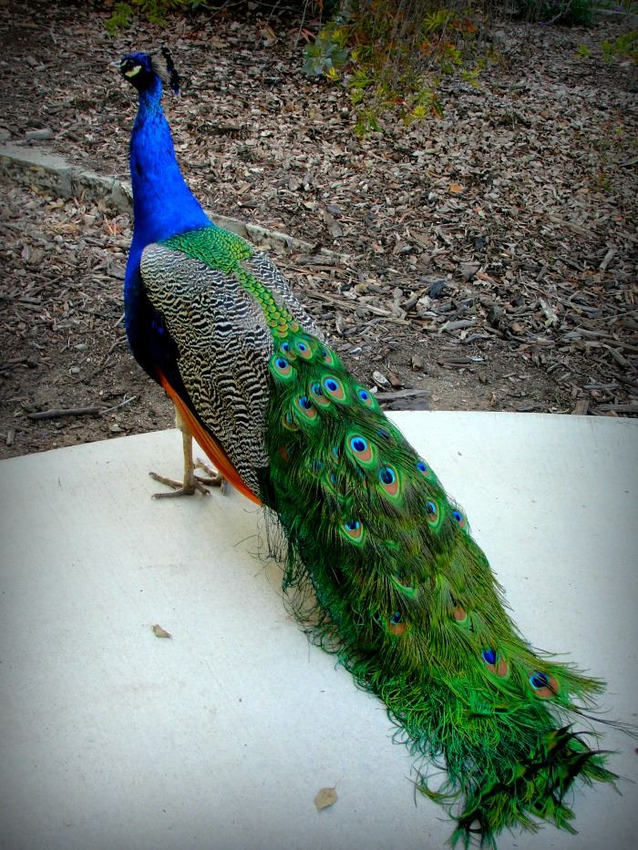 peacock 3