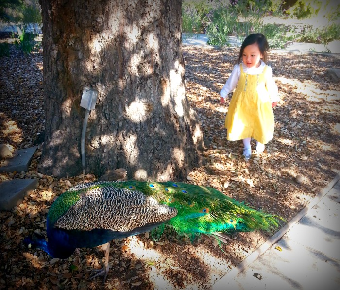 peacock1