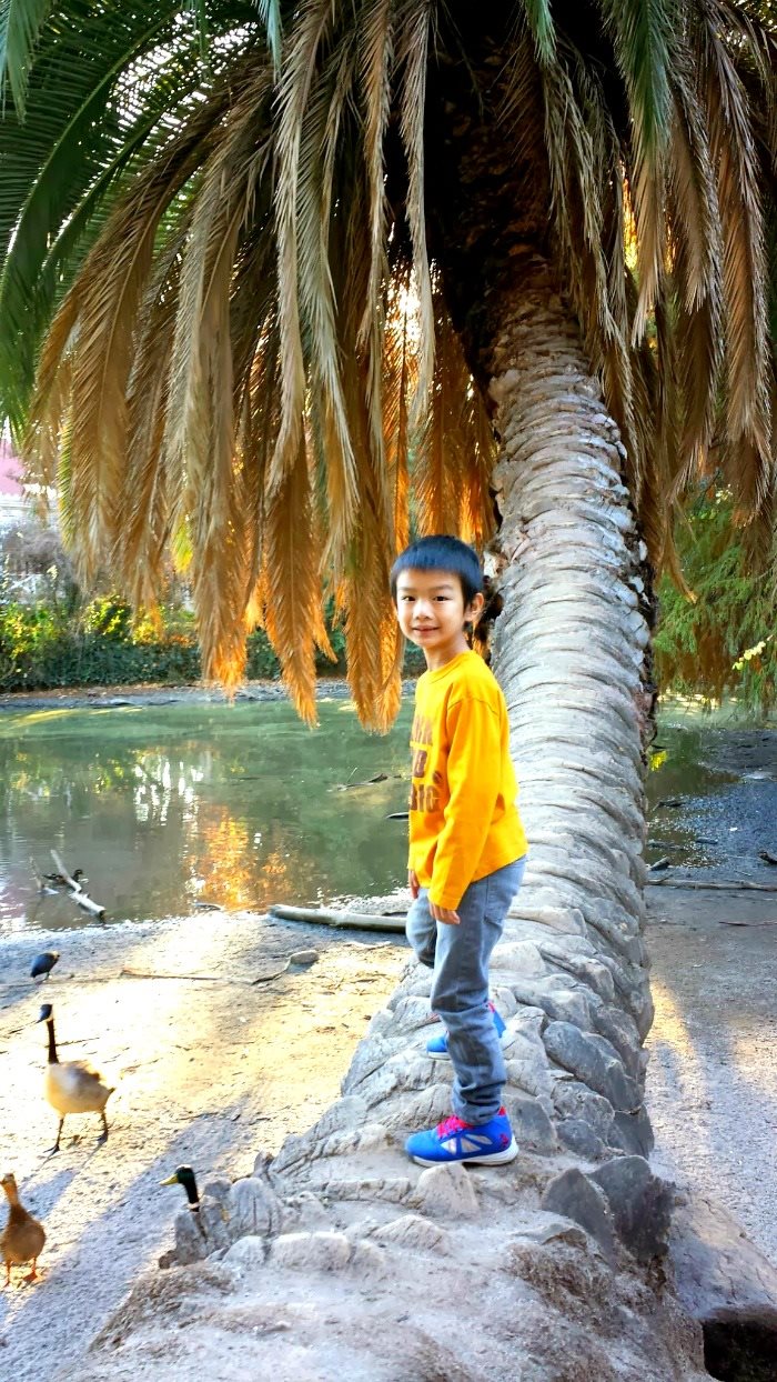 redwood grove