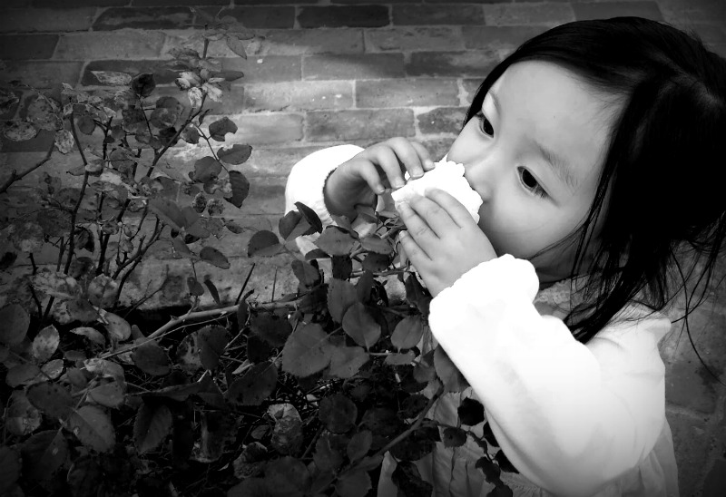 rose garden1