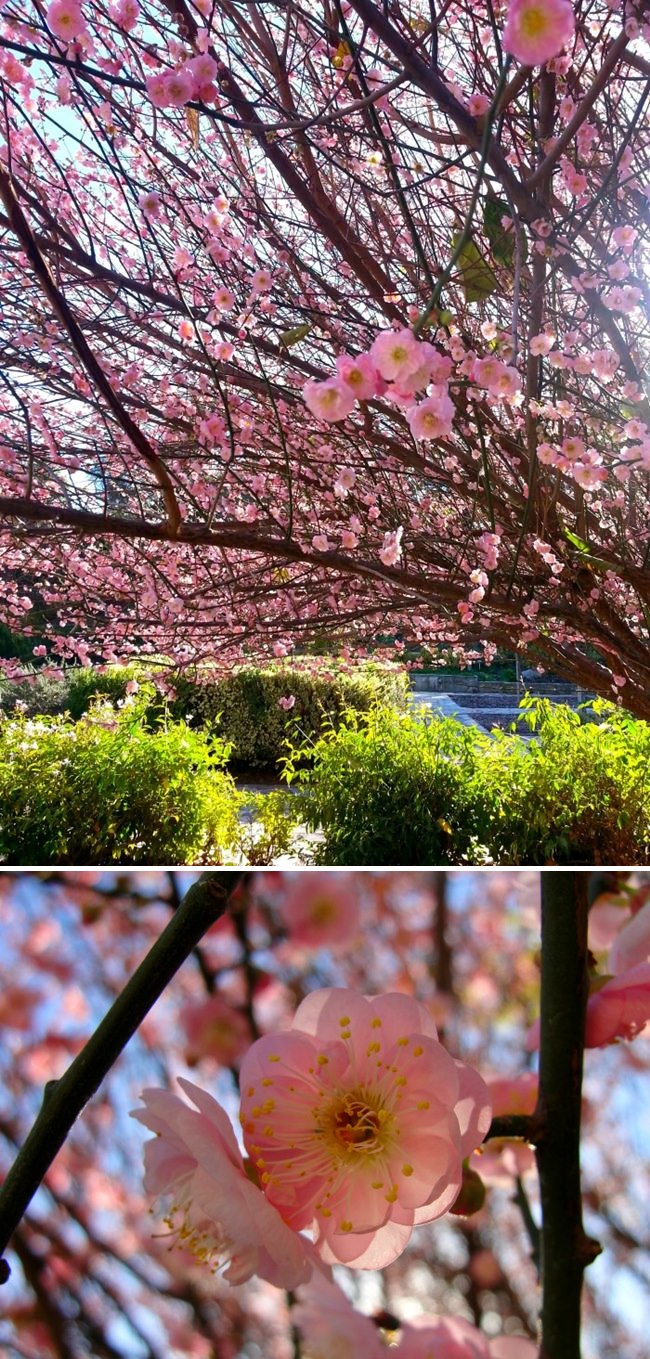 temperate asia collage 1