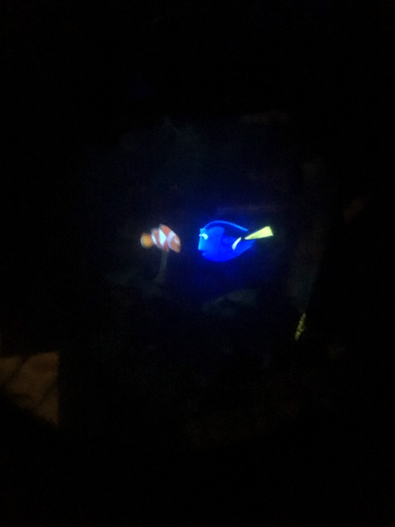 disneyland 22 nemo 2